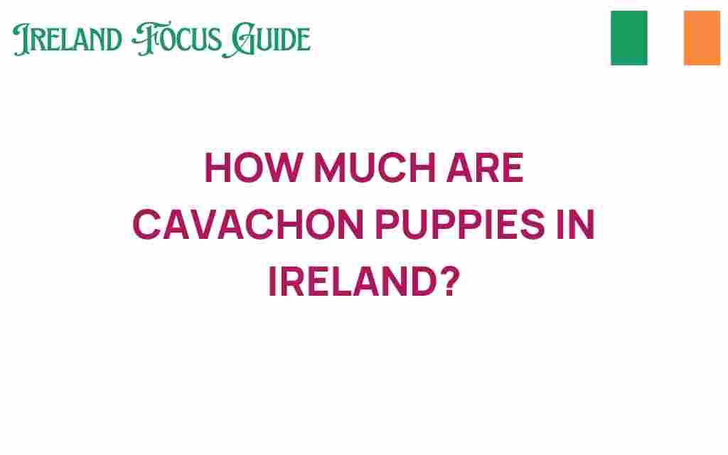 cavachon-puppies-cost-ireland